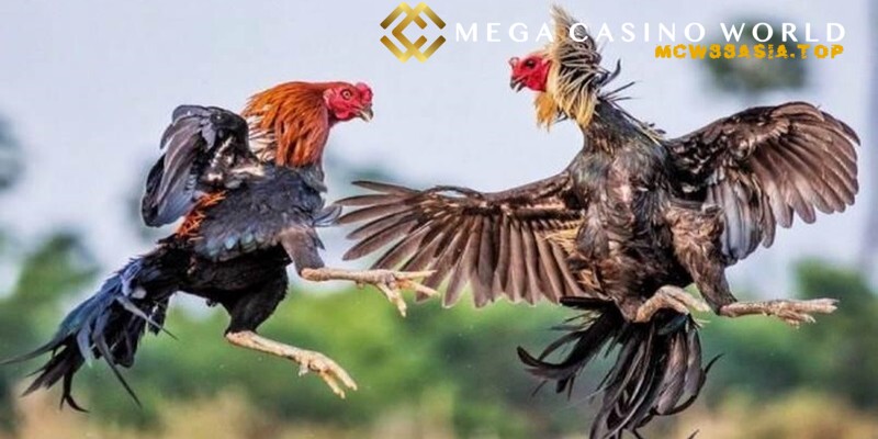 Đá gà online - Kinh nghiệm cá cược để thắng lớn tại MCW88 1 Lựa chọn chốt từng kèo gà