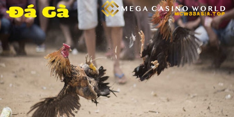 Đá gà online - Kinh nghiệm cá cược để thắng lớn tại MCW88 2 Phân định thắng, thua đá gà online