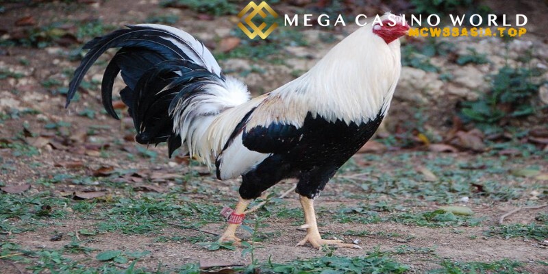 Đá gà online - Kinh nghiệm cá cược để thắng lớn tại MCW88 4 Tiến hành theo dõi lịch sử thi đấu